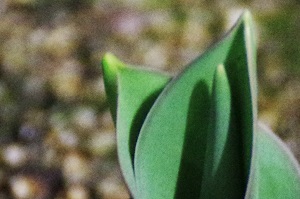 250