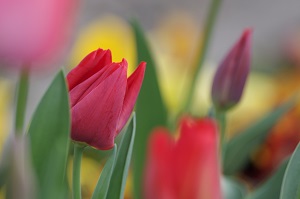 050