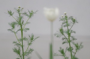 590