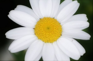 960