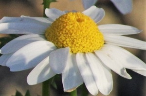 910
