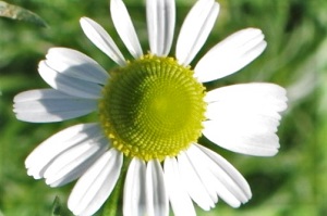 960
