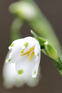050