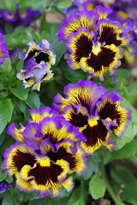 060