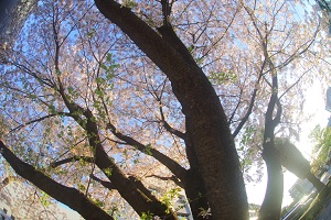 050