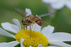 950