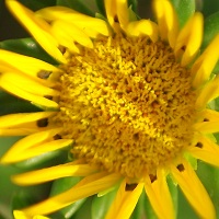 050