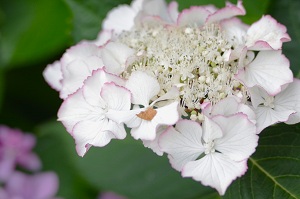 060