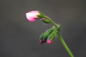 050