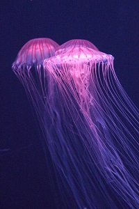 780
