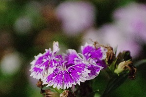 060