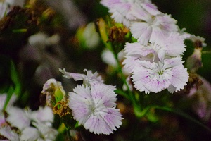 070