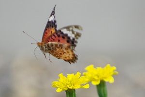 050