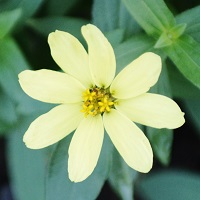 050