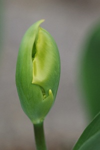 080