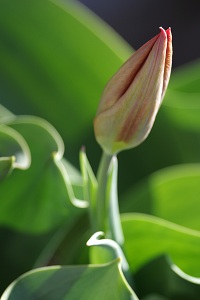080
